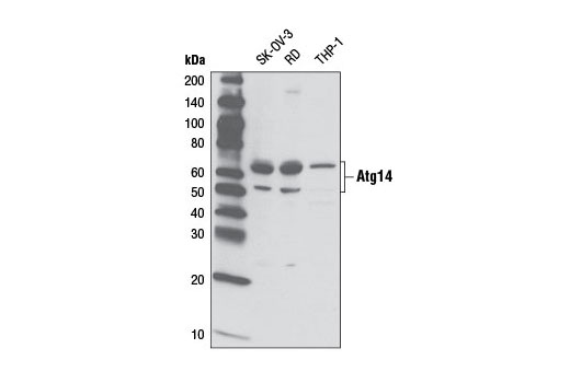 Western blot analysis of extract from various cell lines using Atg14 Antibody.
