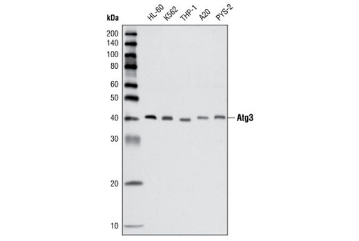 Western blot analysis of extracts from various cell lines using Atg3 Antibody.
