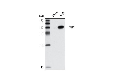 Western blot analysis of extracts from HeLa cells, mock transfected or transfected with mouse Atg3, using Atg3 Antibody.