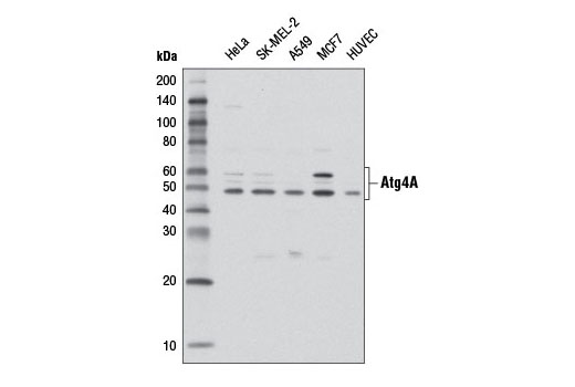 Western blot analysis of extracts from various cell lines using Atg4A (D62C10) Rabbit mAb.