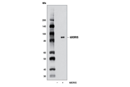 Western blot analysis of extracts from HeLa cells, mock transfected (-) or transfected with a construct overexpressing human BORIS (+), using BORIS Antibody.