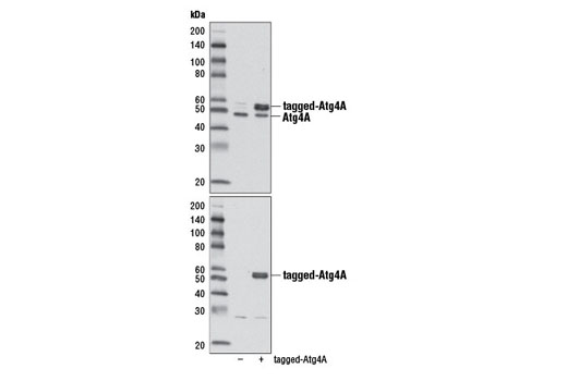 Western blot analysis of extracts from 293T cells, mock transfected (-) or transfected with a DYKDDDDK-tagged human Atg4A construct (+), using Atg4A (D62C10) Rabbit mAb (upper) and DYKDDDDK Tag Antibody #2368 (lower).