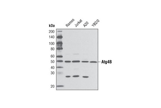 Western blot analysis of extracts from various cell lines using Atg4B Antibody.