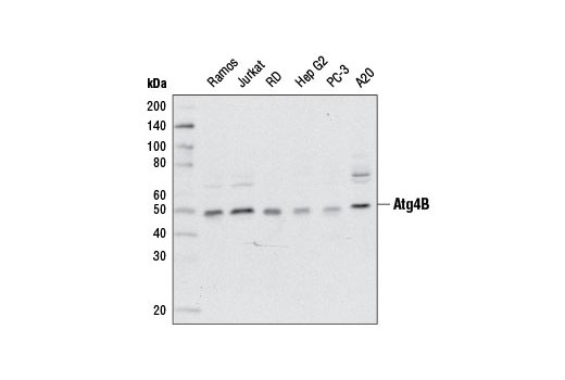 Western blot analysis of extracts from various cell lines using Atg4B (D1G2R) Rabbit mAb.