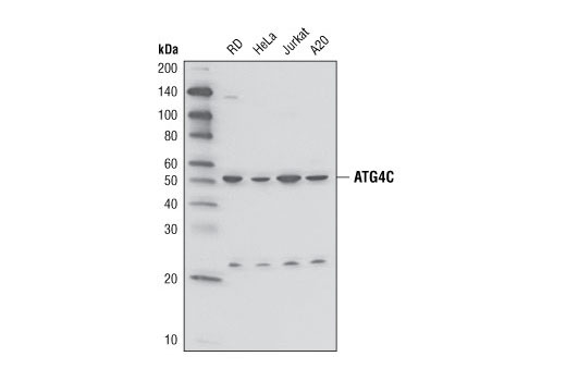 Western blot analysis of extracts from various cell lines using Atg4C Antibody.