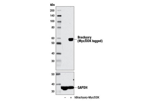  Western blot analysis of extracts from 293 cells, mock transfected (-) or transfected with a construct expressing Myc/DDK-tagged full-length human brachyury (hBrachyury-Myc/DDK; +), using Brachyury (D5Y9I) Rabbit mAb (upper) and GAPDH (D16H11) XP® Rabbit mAb #5174 (lower).