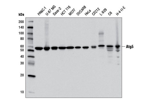 Western blot analysis of extracts from various cell lines using Atg5 (D5F5U) Rabbit mAb.