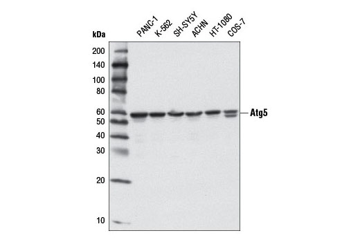 Western blot analysis of extracts from various cell lines using Atg5 (D5G3) Rabbit mAb.