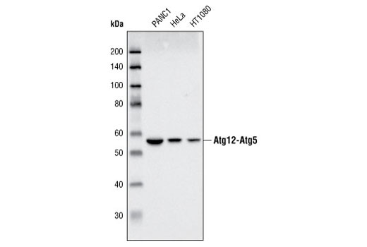 Western blot analysis of extracts from PANC1, HeLa and HT1080 cell lines using Atg5 Antibody.