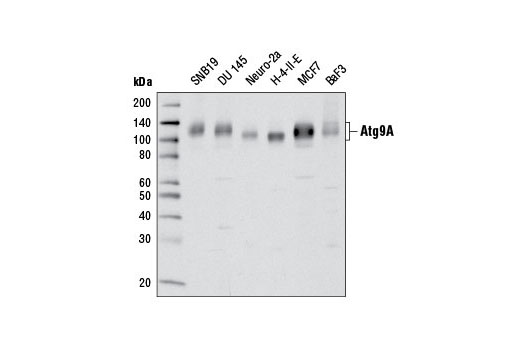 Western blot analysis of extracts of various cell lines using Atg9A (D4O9D) Rabbit mAb.