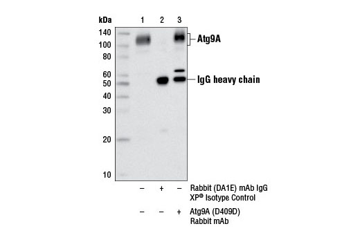 Immunoprecipitation of Atg9A from Hep G2 cell extracts using Rabbit (DA1E) mAb IgG XP ® Isotype control #3900 (lane 2) or Atg9A (D4O9D) Rabbit mAb (lane 3). Lane 1 is 10% input. Western blot analysis was performed using Atg9A (D4O9D) Rabbit mAb.
