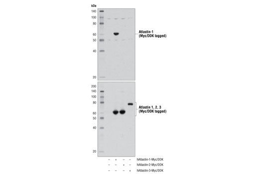 Western blot analysis of extracts from 293T cells, mock transfected (-) or transfected with a construct expressing Myc/DDK-tagged full-length human atlastin-1 (hAlastin-1-Myc/DDK; +), atlastin-2 (hAlastin-2-Myc/DDK; +) or atlastin-3 (hAlastin-3-Myc/DDK; +) protein, using Atlastin-1 (D2E6) Rabbit mAb (upper) or Myc-Tag (71D10) Rabbit mAb #2278 (lower).