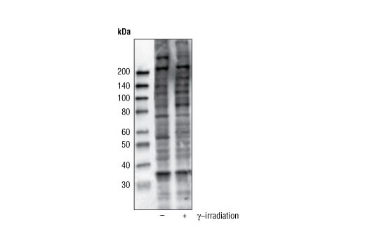Western blot analysis of extracts from HeLa cells, untreated or treated with γ-irradiation, using Phospho-(Ser/Thr) ATM/ATR Substrate (4F7) Rabbit mAb.