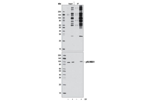 Phospho-ATM/ATR Substrate Motif [(pS/pT) QG] MultiMab™ Rabbit mAb mix. Western blot was imaged using Odyssey ® Infrared Imaging System (LI-COR ® Biotechnologies).