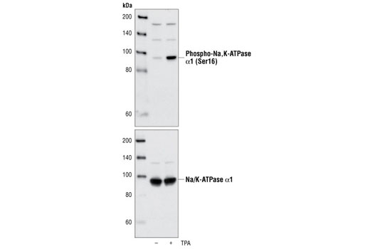 Western blot analysis of extracts from PC-12 cells, untreated or TPA-treated, using Phospho-Na,K-ATPase α1 (Ser16) Antibody (upper) or total Na/K ATPase α1 Antibody #3010 (lower).