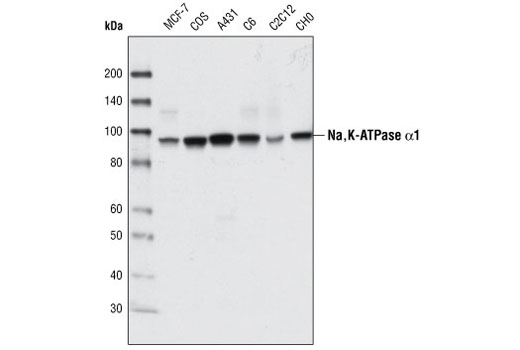 Western blot analysis of extracts from various cell types using Na,K-ATPase α Antibody.