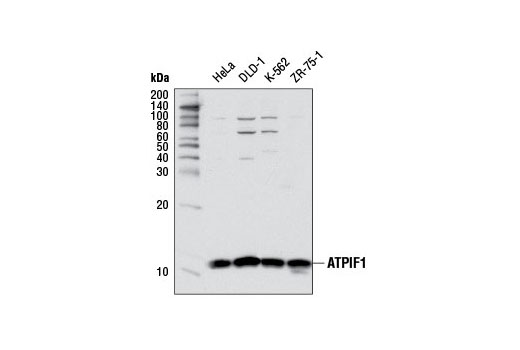 Western blot analysis of extracts from various cell lines using ATPIF1 Antibody.