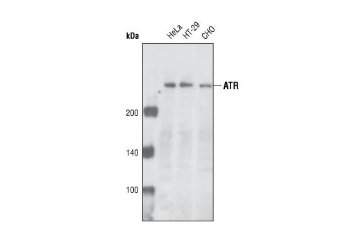 Western blot analysis of extracts from various cell types using ATR Antibody.
