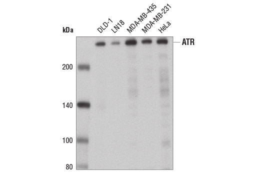 Western blot analysis of extracts from various cell lines using ATR (E1S3S) Rabbit mAb.
