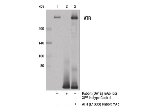 Immunoprecipitation of ATR from HT-29 cell extracts using Rabbit (DA1E) mAb IgG XP ® Isotype Control #3900 (lane 2) or ATR (E1S3S) Rabbit mAb (lane 3). Lane 1 is 10% input. Western blot was performed using ATR Antibody #2790.