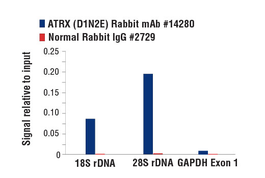 Chromatin immunoprecipitations were performed with cross-linked chromatin from 4 x 10 6 HeLa cells and either 10 µl of ATRX (D1N2E) Rabbit mAb or 2 µl of Normal Rabbit IgG #2729, using SimpleChIP ® Enzymatic Chromatin IP Kit (Magnetic Beads) #9003. The enriched DNA was quantified by real-time PCR using human 18s rDNA repeat primers, SimpleChIP ® Human 28s rDNA Repeat Primers #14901, and SimpleChIP ® Human GAPDH Exon 1 Primers #5516. The amount of immunoprecipitated DNA in each sample is represented as signal relative to the total amount of input chromatin, which is equivalent to one.