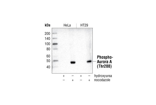 Western blot analysis of extracts from hydroxyurea or nocodazole treated HeLa and HT29 cells using Phospho-Aurora A (Thr288) (C39D8) Rabbit mAb.