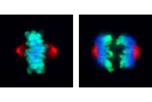 Confocal immunofluorescent analysis of mitotic HeLa cells during metaphase (left) and anaphase (right) using Phospho-Aurora A (Thr288) (C39D8) Rabbit mAb (red) and Phospho-Histone H3 (Ser10) (6G3) Mouse mAb #9706 (green). Blue pseudocolor = DRAQ5 ® #4084 (fluorescent DNA dye).
