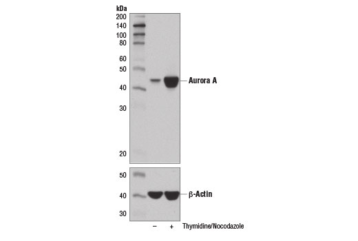 Western blot analysis of extracts from HT-29 cells, untreated (-) or synchronized in mitosis by treatment with thymidine (2 mM, 17 hr; +) and Nocodazole #2190 (100 ng/ml, 24 hr; +), using Aurora A (D3E4Q) Rabbit mAb (upper) and β-Actin (D6A8) Rabbit mAb #8457 (lower).