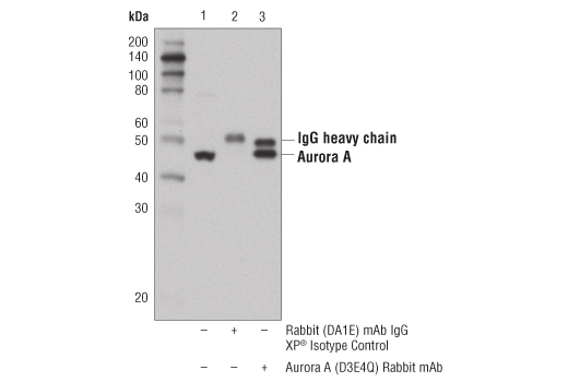 Immunoprecipitation of Aurora A from HeLa cell extracts using Rabbit (Da1E) mAb IgG XP ® Isotype Control #3900 (lane 2) or Aurora A (D3E4Q) Rabbit mAb (lane 3). Lane 1 is 10% input. Western blot analysis was performed using Aurora A (D3E4Q) Rabbit mAb.