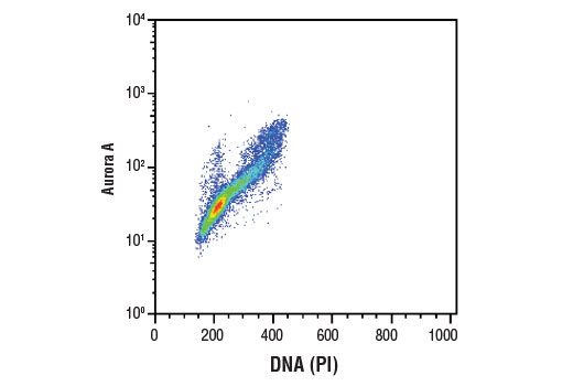Flow cytometric analysis of Jurkat cells using Aurora A (D3E4Q) Rabbit mAb and Propidium Iodide (PI)/RNase Staining Solution #4087 to measure DNA content. Anti-rabbit IgG (H+L), F(ab') 2 Fragment (Alexa Fluor ® 488 Conjugate) #4412 was used as a secondary antibody.