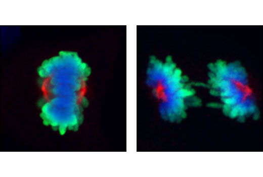 Confocal immunofluorescent images of mitotic COS cells during metaphase (left) or anaphase (right), labeled with Aurora A/AIK (1G4) Rabbit mAb (red) and Phospho-Histone H3 (Ser10) (6G3) Mouse mAb #9706 (green). Blue pseudocolor = DRAQ5 ® #4084 (fluorescent DNA dye).