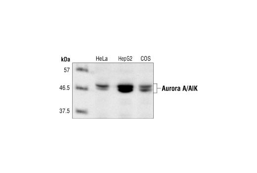 Western blot analysis of extracts from HeLa, HepG2 and COS cells, using Aurora A/AIK Antibody.