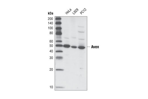 Western blot analysis of extracts from HeLa (human), L929 (mouse) and PC12 (rat) cell lines, using Aven Antibody.