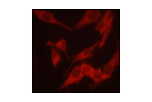 Immunofluorescent analysis of HeLa cells showing cytoplasmic localization, using Aven Antibody.