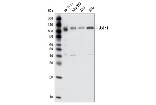 Western blot analysis of total extracts from various cell lines using Axin1 (C7B12) Rabbit mAb.