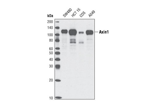 Western blot analysis of extracts from various cell lines using Axin1 (C95H11) Rabbit mAb.