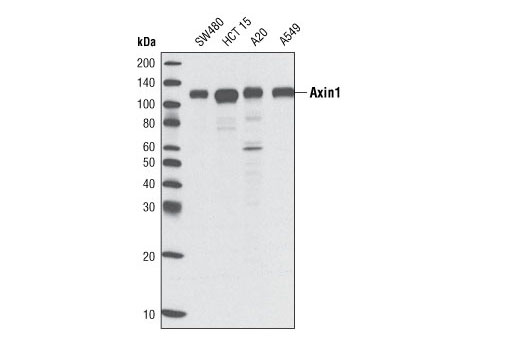 Western blot analysis of extracts from various cell lines using Axin1 (C76H11) Rabbit mAb.