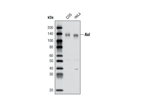 Western blot analysis of extracts from COS and HeLa cells using Axl (L283) Antibody.