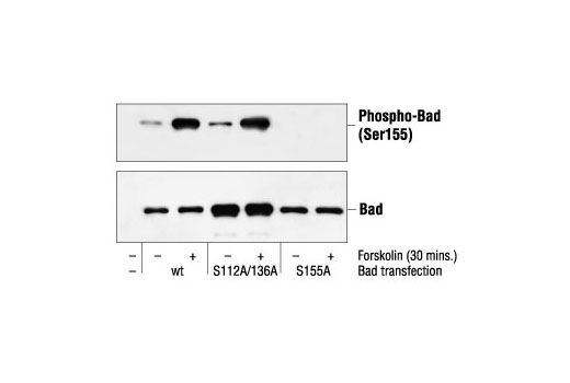 Western blot analysis of cell extracts from 293 cells transfected with Wild-type Bad, Bad (S112A/S136A), Bad (S155A) and treated with forskolin (30 µM), using Phospho-Bad (Ser155) Antibody (upper) and Bad Antibody #9292 (lower).