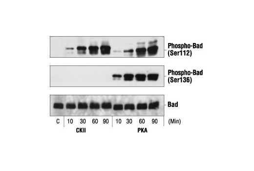 Western blot analysis of GST-Bad, phosphorylated by CKII or PKA in vitro, using Phospho-Bad (Ser112) Antibody #9291 (top), Phospho-Bad (Ser136) Antibody (middle) or Bad Antibody #9292 (bottom).