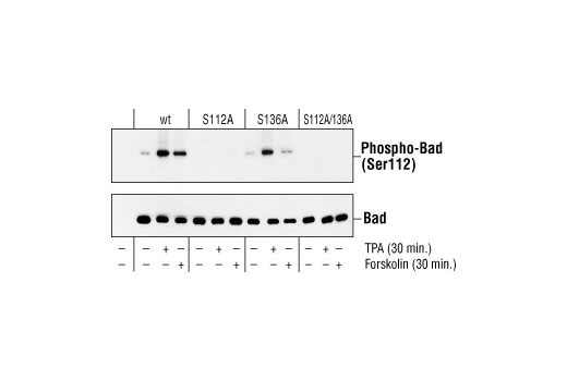 Western blot analysis of extracts from 293 cells transfected with Wild-type Bad, Bad (Ser112A), Bad (S136A), Bad (S112A/S136A) and treated with TPA or forskolin, using Phospho-Bad (Ser112) (7E11) Mouse mAb (upper) or Bad Antibody #9292 (lower).