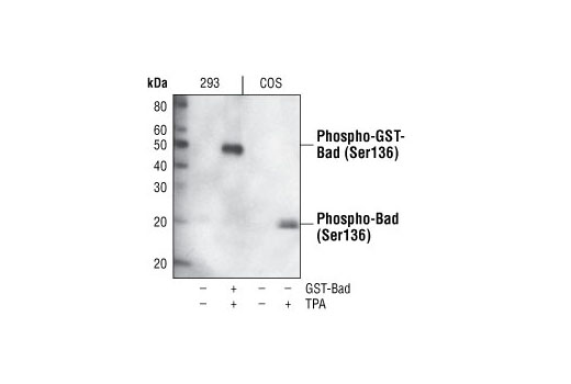 Western blot analysis of extracts from control 293, GST-Bad transfected 293 and COS cells, untreated or TPA-treated, using Phospho-Bad (Ser136) (185D10) Rabbit mAb.