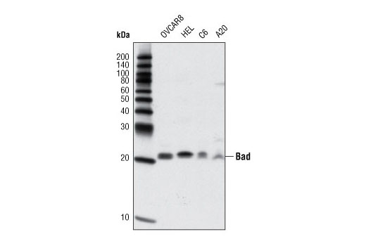 Western blot analysis of extracts from various cell lines using Bad (D24A9) Rabbit mAb.