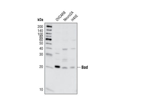 Western blot analysis of extracts from OVCAR8 (human), Neuro2A (mouse) and H4IIE (rat) cell lines using Bad (11E3) Rabbit mAb (IP Preferred).