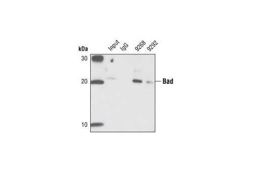 Immunoprecipitation/western blot analysis of lysates from HeLa cells. Lane 1 contains lysate input (10%), lanes 2-4 were immunoprecipated with non-specific rabbit IgG, Bad (11E3) Rabbit mAb (IP Preferred) #9268, and Bad Antibody #9292, respectively. Western blot analysis was performed using Bad Antibody #9292.