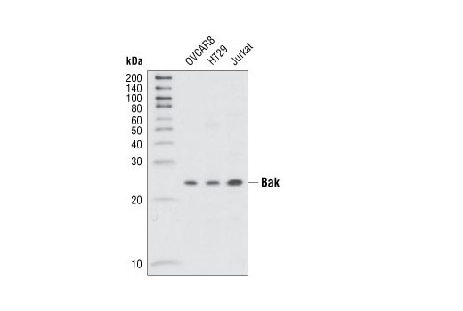 Western blot analysis of extracts from OVCAR8, HT29 and Jurkat cells using Bak Antibody.