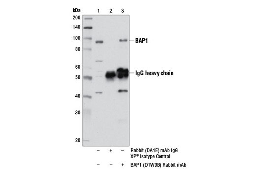 Immunoprecipitation of BAP1 from Jurkat cell extracts using Rabbit (DA1E) mAb IgG XP ® Isotype Control #3900 (lane 2) or BAP1 (D7W7O) Rabbit mAb (lane 3). Lane 1 is 10% input. Western blot analysis was performed using BAP1 (D1W9B) Rabbit mAb.