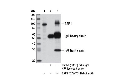 Immunoprecipitation of BAP1 from Jurkat cell extracts using Rabbit (DA1E) mAb IgG XP ® Isotype Control #3900 (lane 2) or BAP1 (D7W7O) Rabbit mAb (lane 3). Lane 1 is 10% input. Western blot analysis was performed using BAP1 (D7W7O) Rabbit mAb.