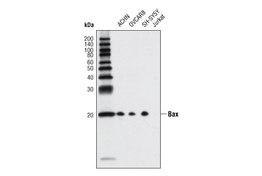 Western blot analysis of extracts from various cell lines using Bax (D2E11) Rabbit mAb. Brimmel et al. demonstated that Jurkat cells lack Bax protein expression (10).