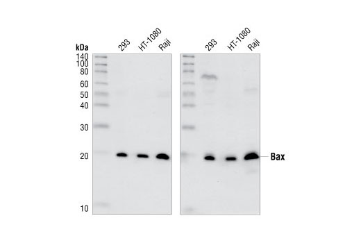 Western blot analysis of extracts from 293, HT-1080 and Raji cell lines using Bax Antibody #2772 (left) and Bax Antibody #2774 (right).